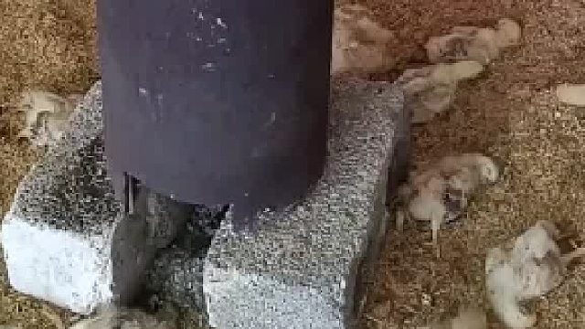 家财万贯 带毛的不算