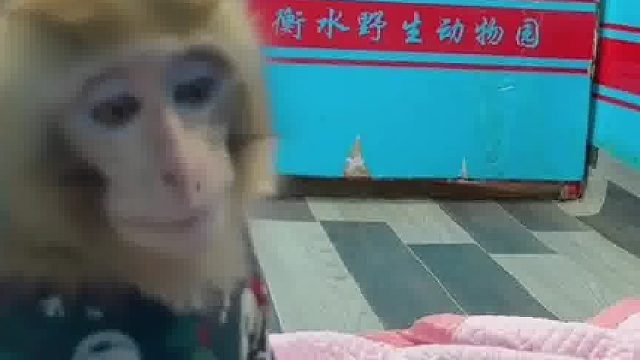 惊呆了 ！动物园饲养员生病难受， 小猴子贴心照顾 端茶送水，网友：不愧是衡水的，教育就牛