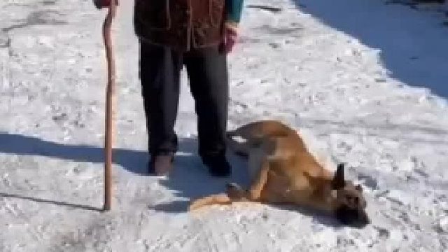 狗狗前腿被拐棍压了一下，立刻倒地耍赖不起来。结果主人一句话让它跳起来了