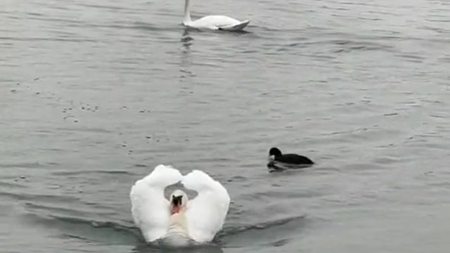 一生一世一双鹅，架锅生火双倍乐