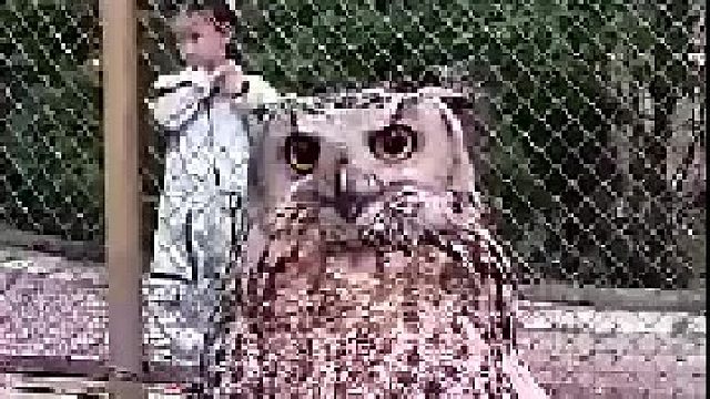 360旋转无死角旋转猫头鹰牌摄像头