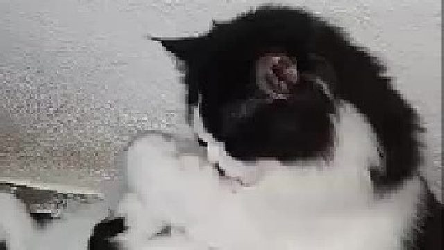 猫咪跟自己的脚较上劲了