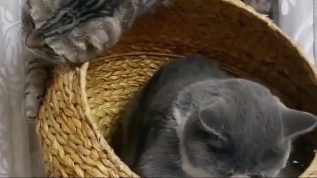 主人又买来一只猫，喵星人为争宠竟这样做，未免太霸道了