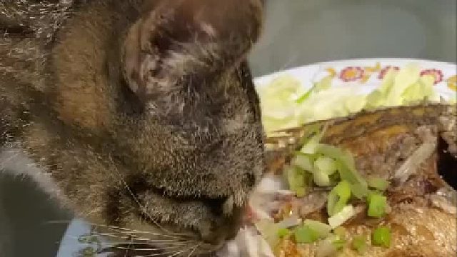 主人在吃鱼，下一秒就被猫抢了