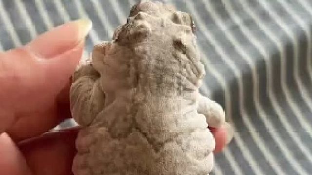 魔鬼鱼最喜欢的微型鳄鱼