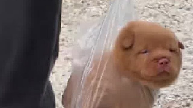 狗子一脸生无可恋