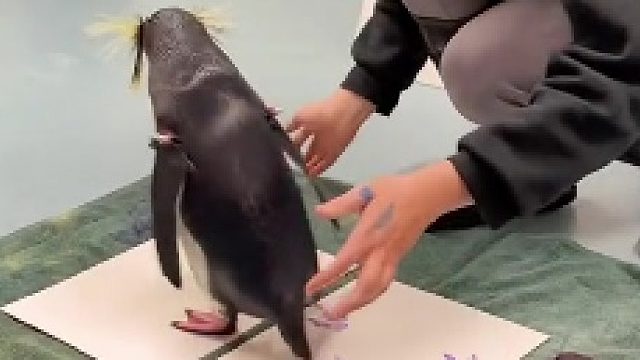 一位有“脾气”的企鹅画家：快夸夸我摸摸我，不然我不画了