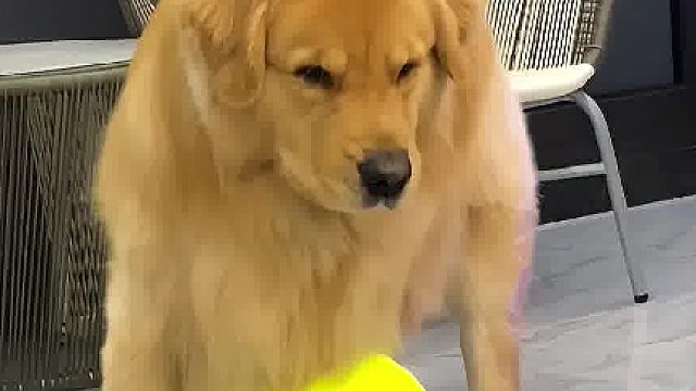 狗：我从小就离开了妈妈你还这么耍我