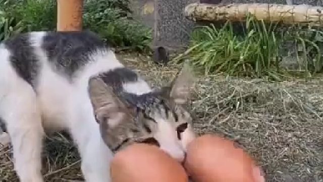 暖男用遥控车投喂流浪的猫咪