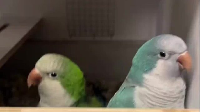 “辅导作业”已经蔓延到鸟届了。。