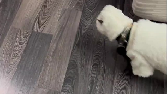 好大哥真的太睿智了