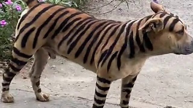 拉布拉斧：今天村里咋这么安静？我的娜美还有哈哥们呢？？？