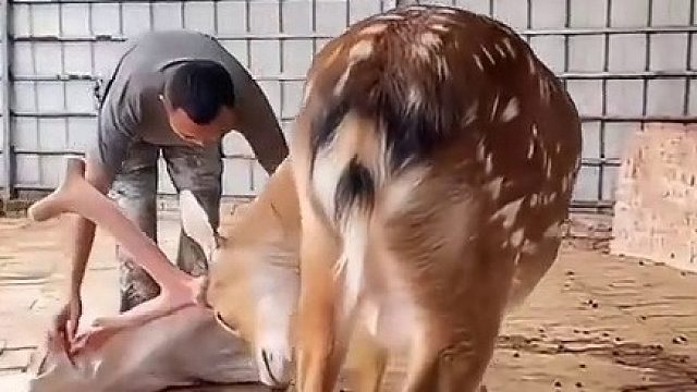 梅花鹿配合饲养员去鹿茸，鹿：给你给你，赶紧拿走，太重了