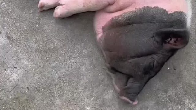 小狗勾喝着猪奶很过瘾，猪妈妈赶脚很幸福！