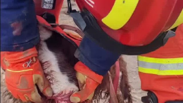 它血流不止，仍一心搜救