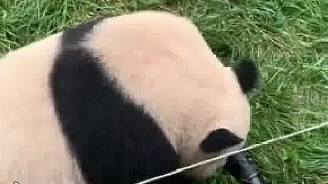 熊猫：我给你我亲自拍的照片，结果你眼里只有相机，没爱了