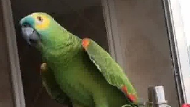 鹦鹉说话字正腔圆网友：它喊得三声“姥姥”都是有语气的
