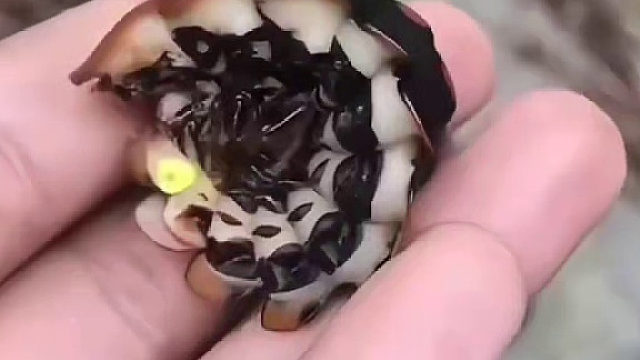 这是萤火虫的祖宗吧