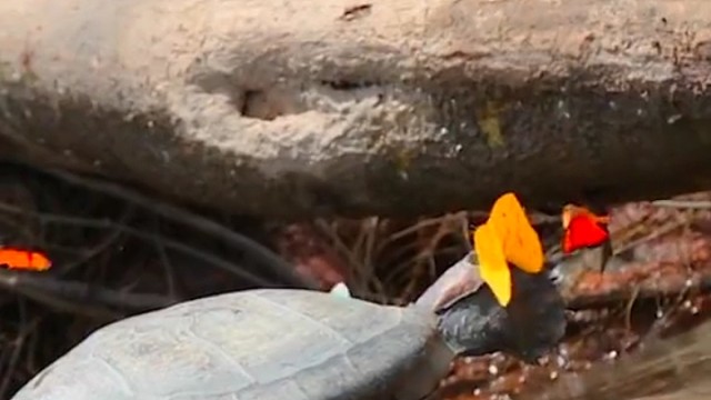 亚马逊雨林河边，花蝴蝶停在河龟上，汲取眼泪中盐分。