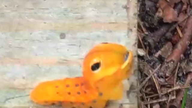 燕尾蝶宝宝，栖息在北美洲的丛林中，主要以樟科植物为食。