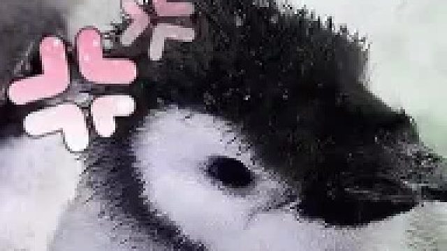 企鹅：请不要随意拉踩，别以为我是好好先生