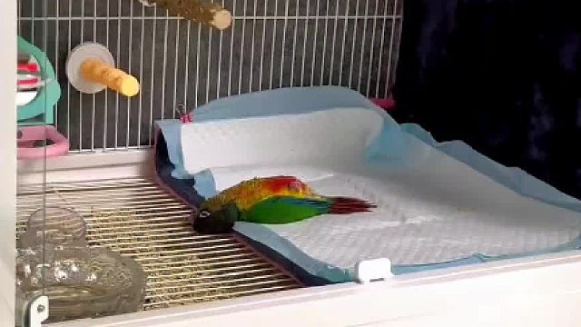 谁家小鸟这么睡觉啊