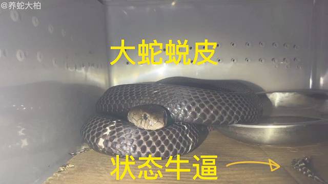 大蛇蜕皮巅峰状态你值得关注