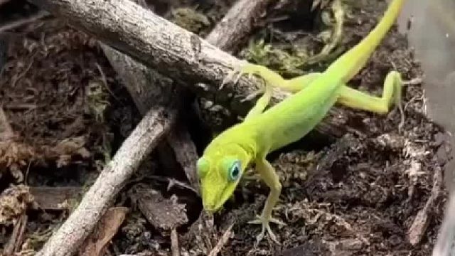 真的特别喜欢小蜥蜴