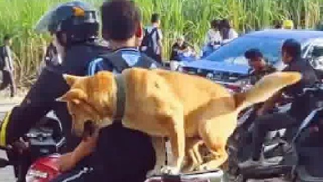 懂事的狗狗跟着主人去接小主人