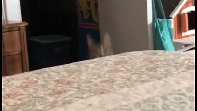 袋鼠喵咪傻傻分不清