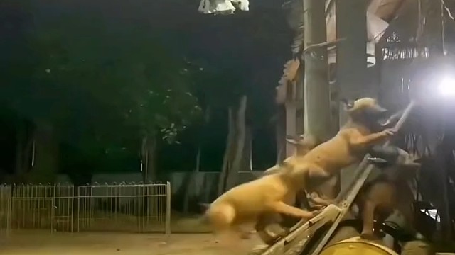 这就叫五谷丰登