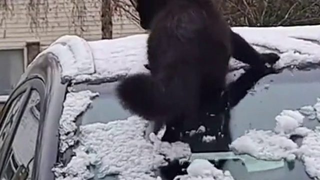 小猫咪什么天气都想去车顶，刹车不行啊，还是四驱的呢