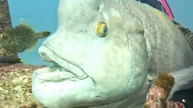 ta是不是知道有吃的