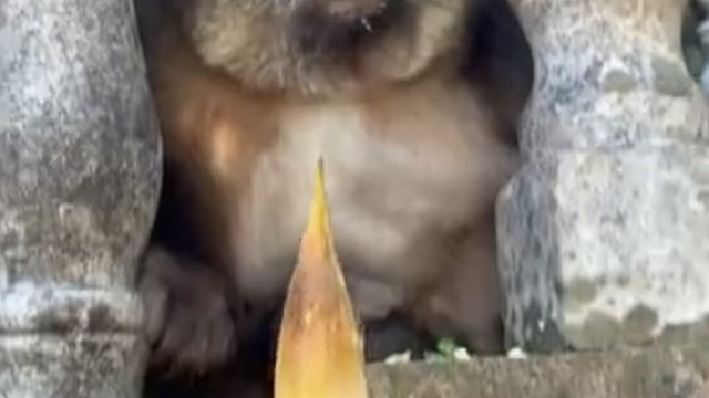 主打一个脾气好！！[允悲]