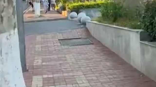 小猪崽还是可爱的，大猪就算了，能把我拱飞吧