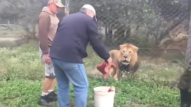 当把肉扔过去后时，大叔倒吸了一口气[允悲]