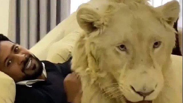 迪拜土豪从小就喜欢看狮子王，长大后终于如愿以偿养了一只大辛巴