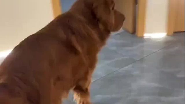 狗子麻药劲还没过，就追着医生跑