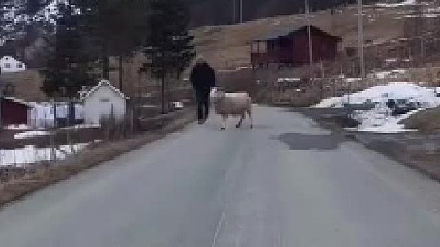 跑过来居然没使劲顶一下。