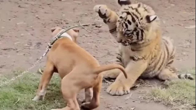 时间是把杀狗刀，再给小老虎两个月