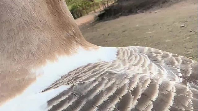 手感超级好 它也不生气