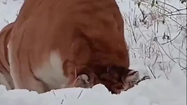 咋一说本地人还扑上来了呢