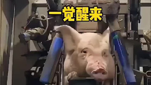 猪头出来的时候还挺可爱