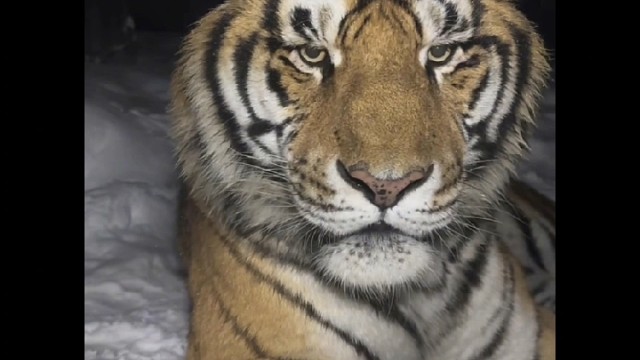 我来虎牙啦啦啦啦啦啦