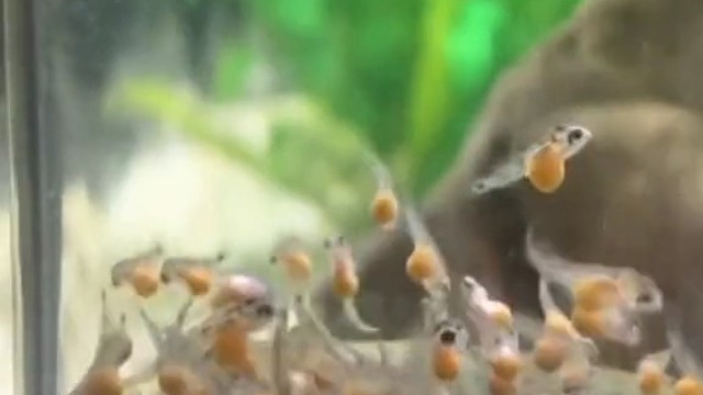 一堆慈鲷鱼宝宝在"婴儿床"里快乐成长。