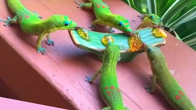 一群日行守宫在吃蜂蜜，它们栖息在马达加斯加岛屿上