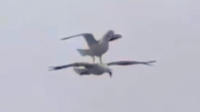 一只海鸥飞行中“偷懒”站在同伴身上，让其载着自己御风翱翔。