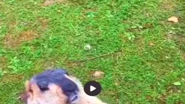 一群土拨鼠抢食物吃，争抢起来还相互推搡，像不像小孩子打架一样