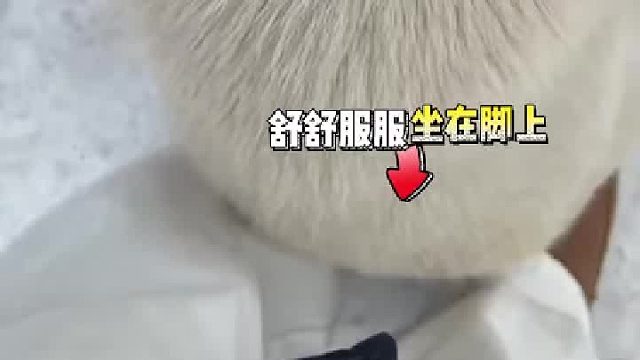 狗狗的心思都写在脸上了