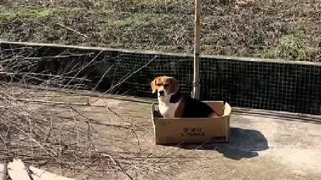 狗狗怕主人的肉被其它狗偷吃，守在家门口冻得瑟瑟发抖